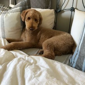 Meet your Posher, Randi